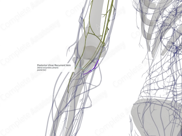 Posterior Ulnar Recurrent Vein (Right)