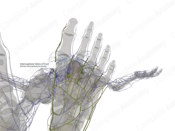 Intercapitular Veins of Foot (Left)