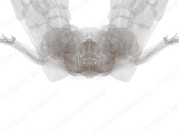 Zygapophyseal Joints