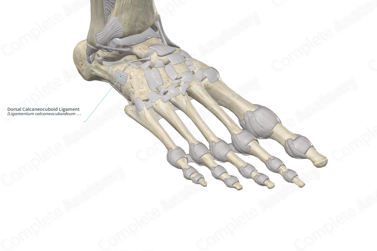 Dorsal Calcaneocuboid Ligament | Complete Anatomy