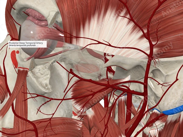 Posterior Deep Temporal Artery
