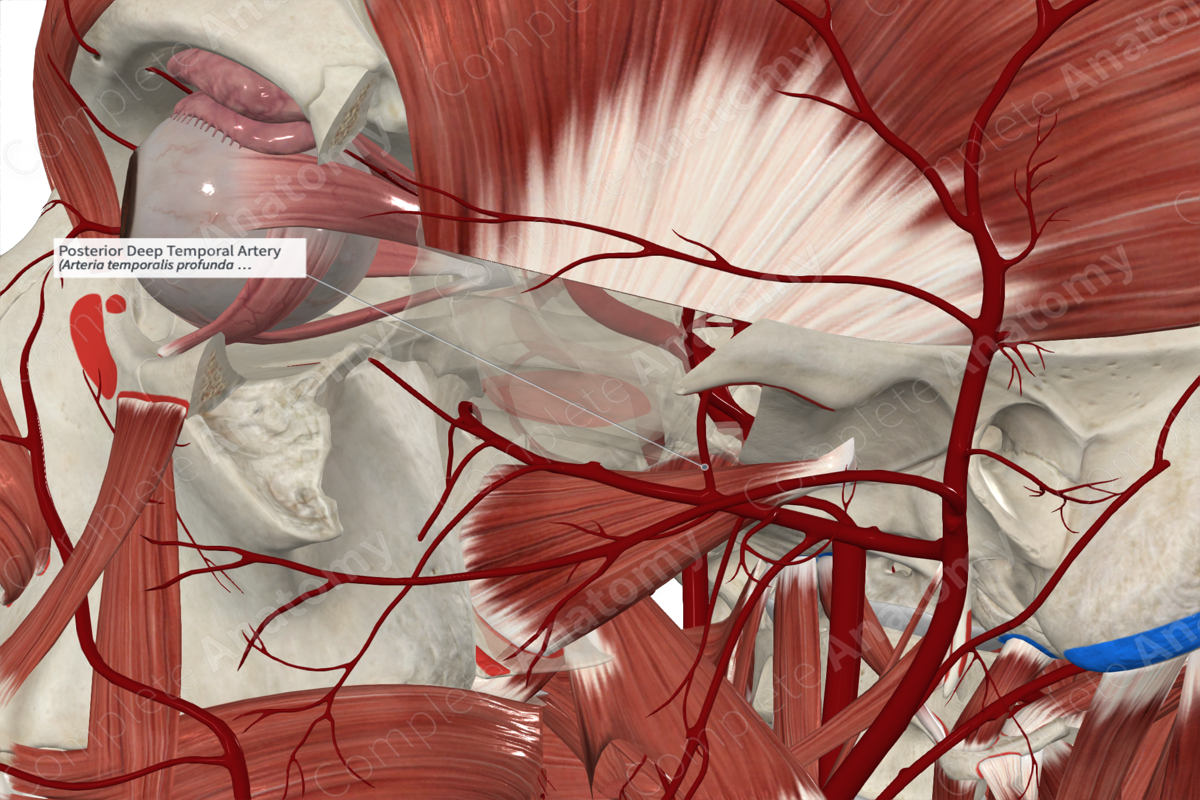 Posterior Deep Temporal Artery 