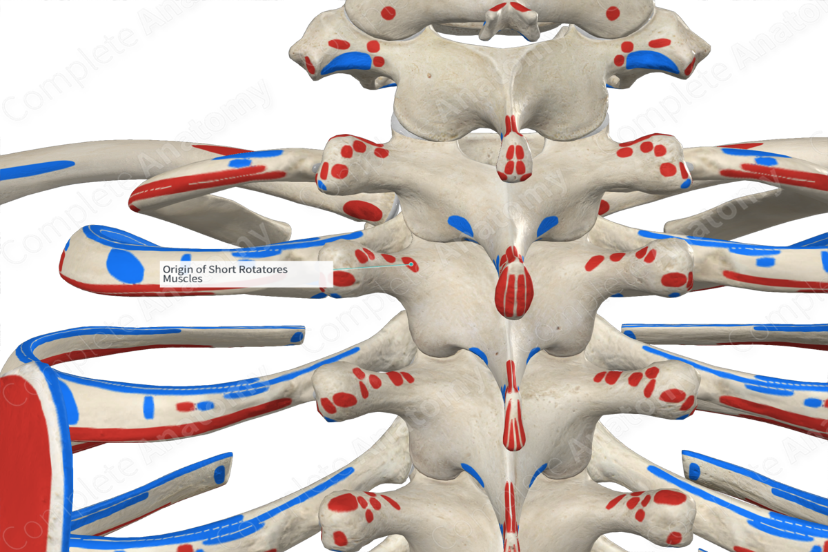 Origin of Short Rotatores Muscles