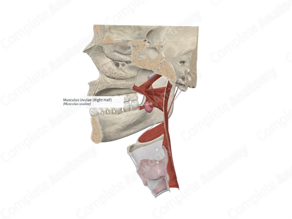 Musculus Uvulae (Left Half)