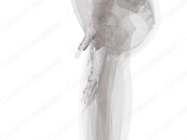 Fibrous Sheaths of Digits of Hand (Left)