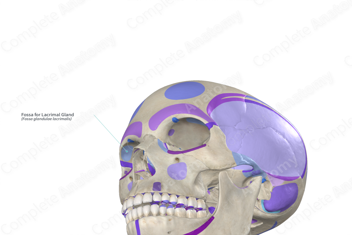 Fossa for Lacrimal Gland (Left) | Complete Anatomy