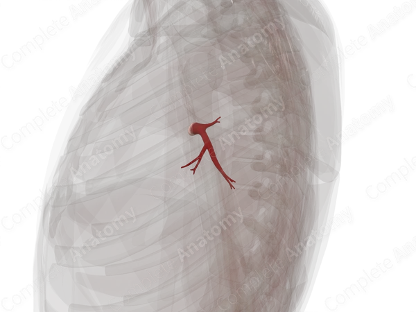 Pulmonary Veins of Inferior Lobe of Left Lung