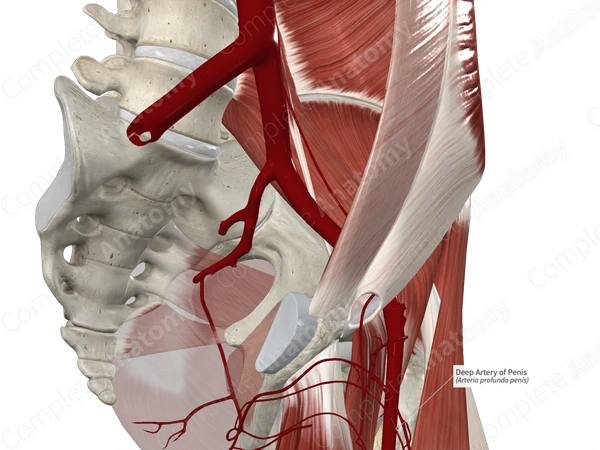 Deep Artery of Penis