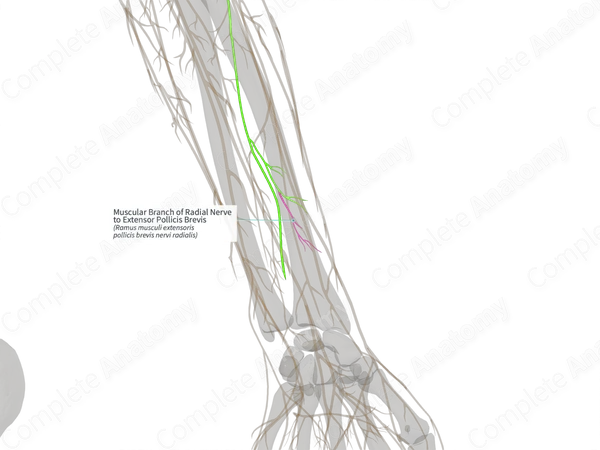 Muscular Branch of Radial Nerve to Extensor Pollicis Brevis (Right)