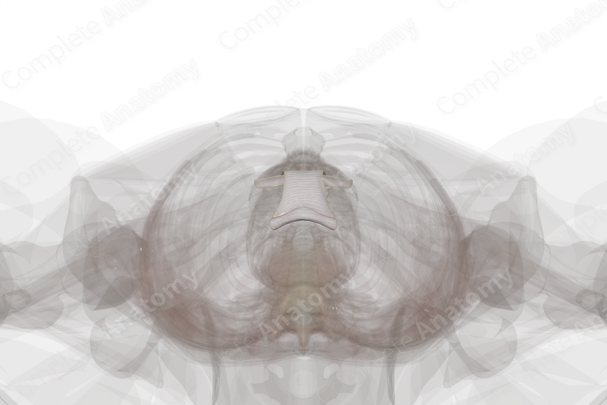 Pubic Symphysis  Complete Anatomy