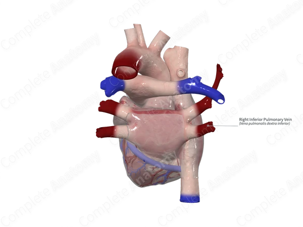 Right Inferior Pulmonary Vein