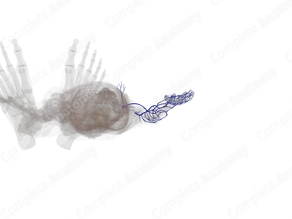 Superficial Veins of Upper Limb (Left)