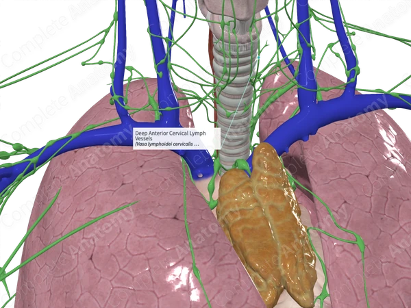 Deep Anterior Cervical Lymph Vessels 