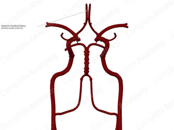 Anterior Cerebral Artery