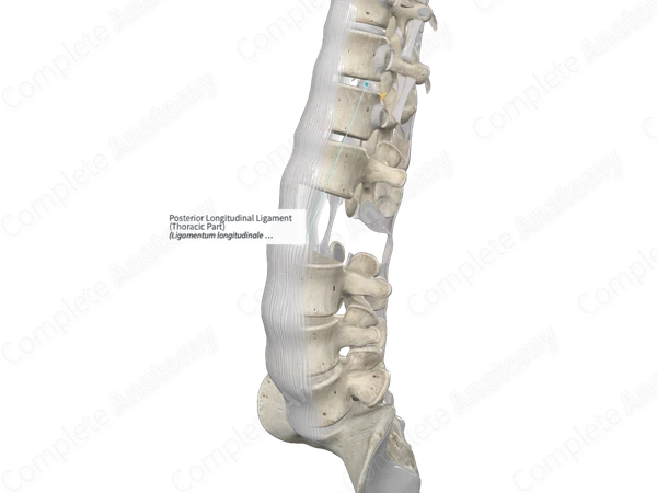Posterior Longitudinal Ligament (Thoracic Part)