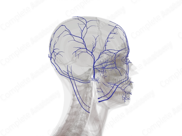 Veins of Face & Scalp