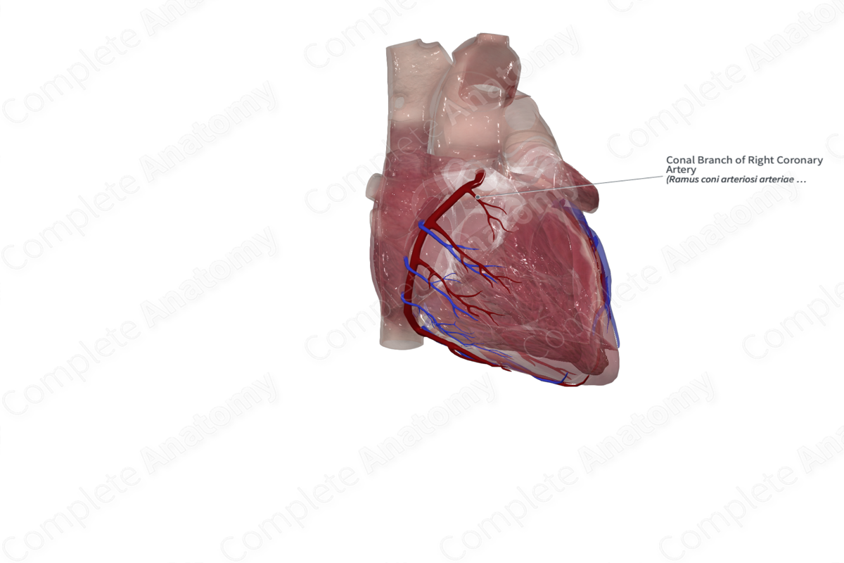 Conal Branch of Right Coronary Artery