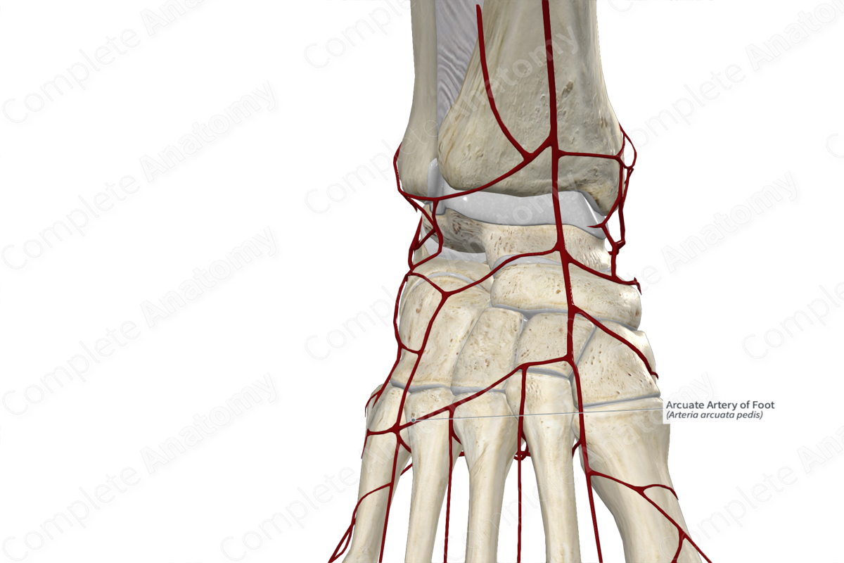 Arcuate Artery of Foot 
