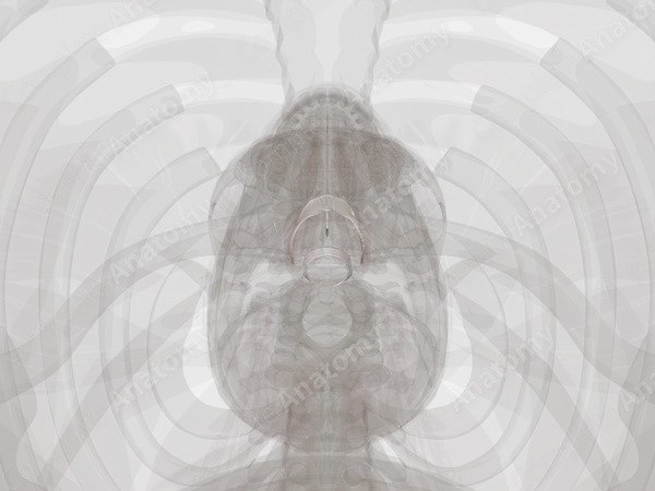 Extrinsic Ligaments and Membranes of Larynx