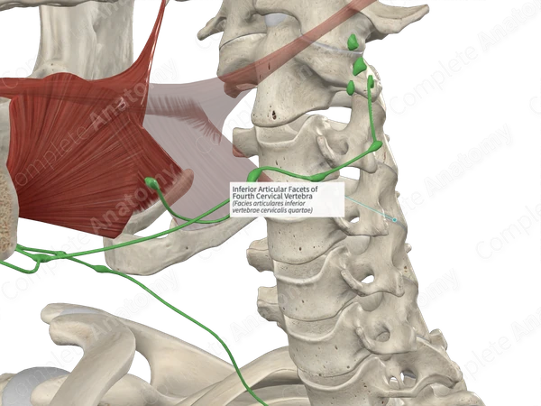 Inferior Articular Facets of Fourth Cervical Vertebra