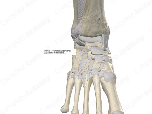 Dorsal Metatarsal Ligaments