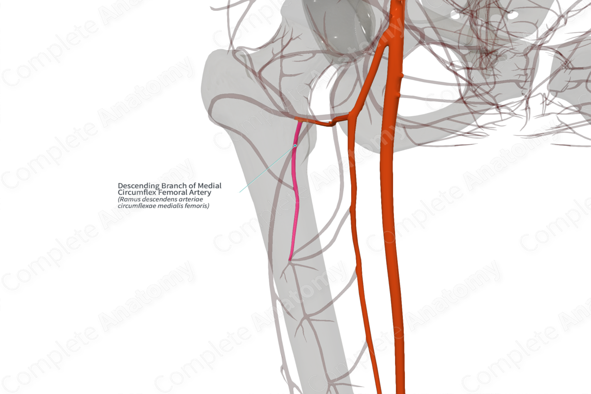 Descending Branch of Medial Circumflex Femoral Artery (Right)