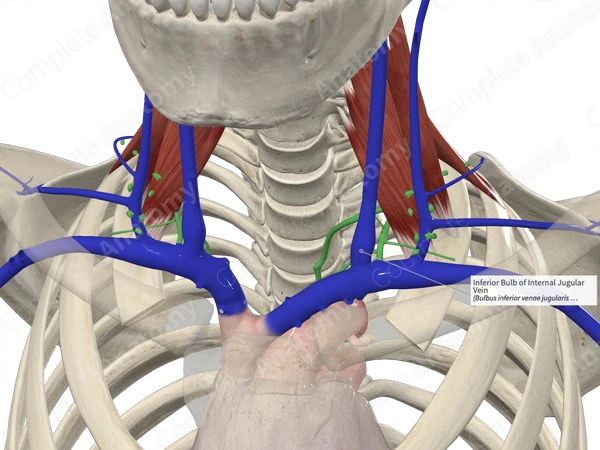 Inferior Bulb of Internal Jugular Vein
