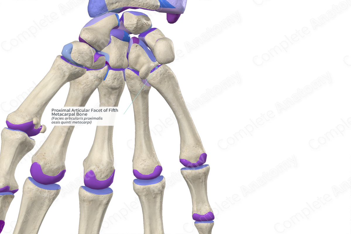 Proximal Articular Facet of Fifth Metacarpal Bone