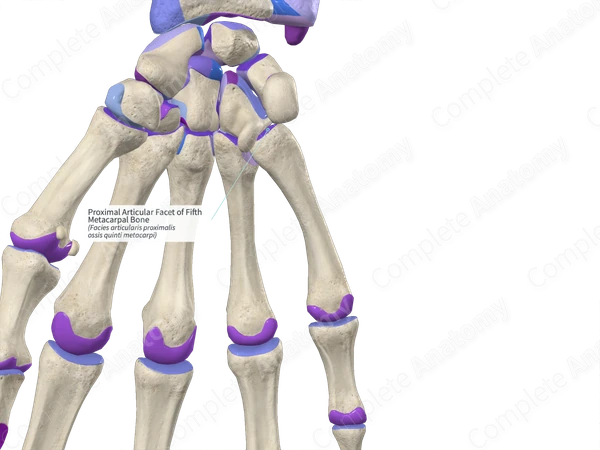 Proximal Articular Facet of Fifth Metacarpal Bone Complete Anatomy