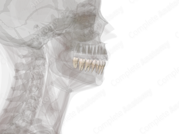 Mandibular Dental Arch (Right Quadrant)