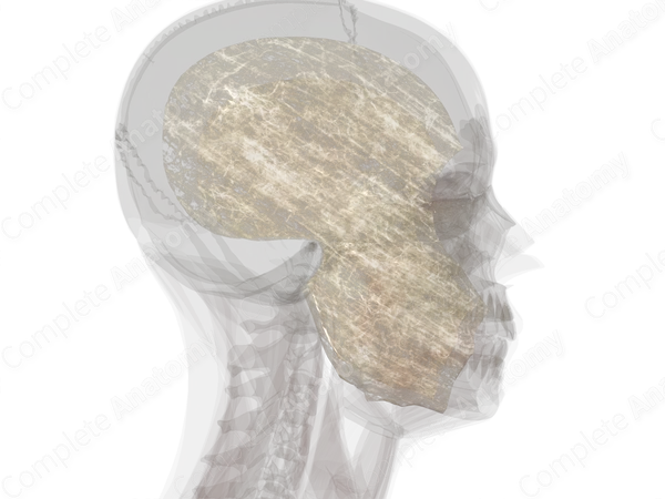 Superficial Fascia of Head