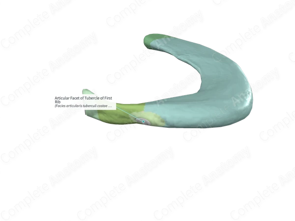 Articular Facet of Tubercle of First Rib
