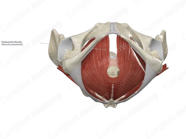 Puboanalis Muscle