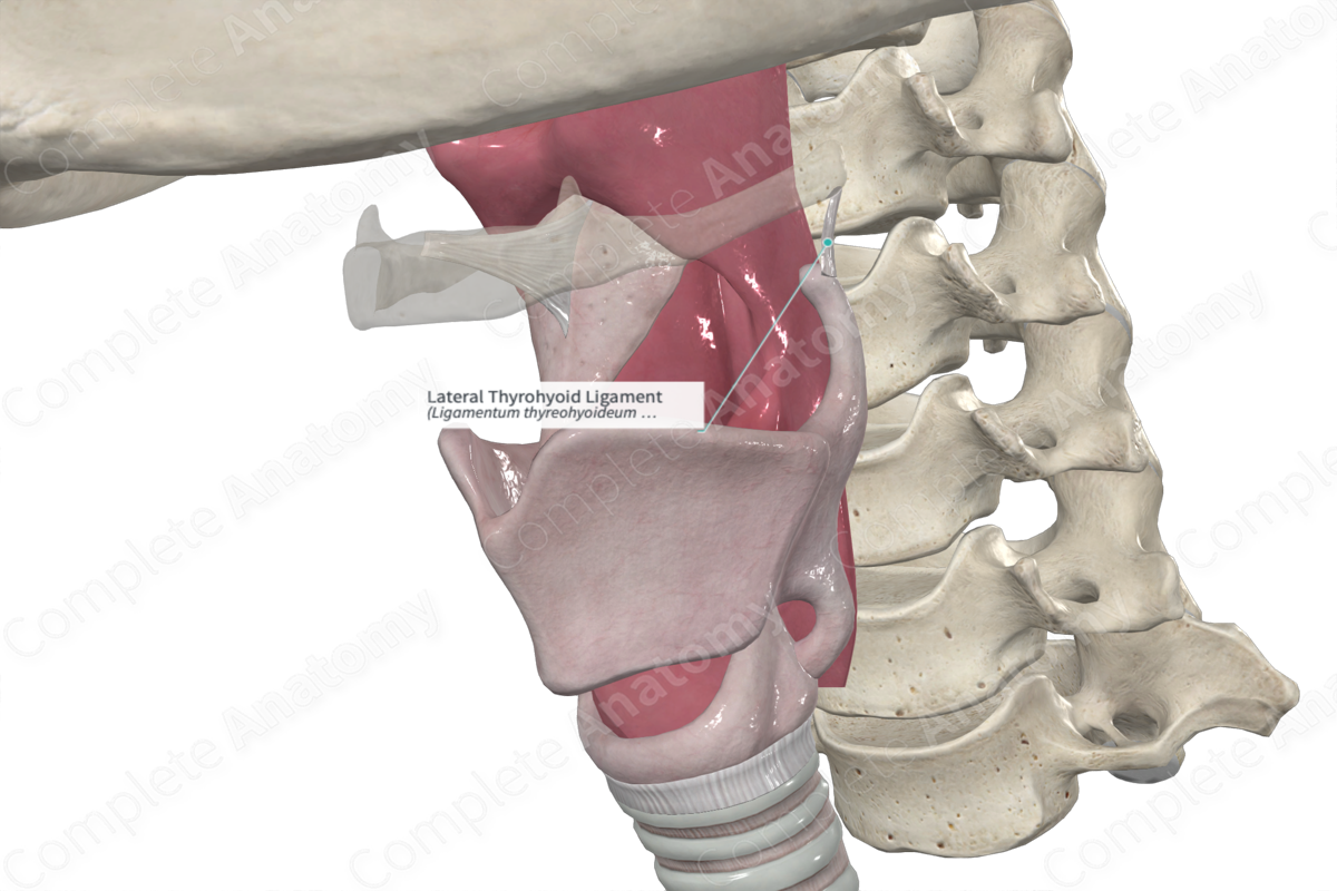Lateral Thyrohyoid Ligament 