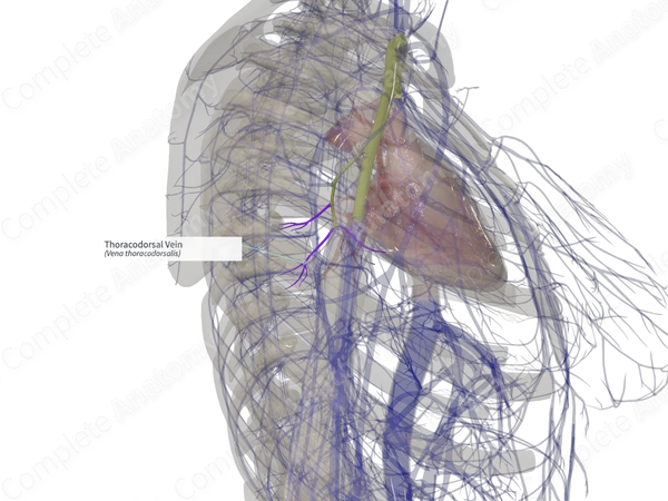 Thoracodorsal Vein (Left)