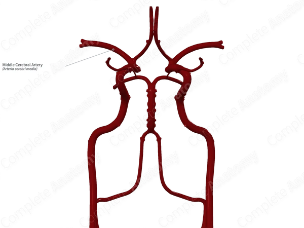 Middle Cerebral Artery