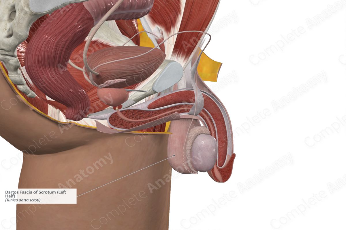 Dartos Fascia of Scrotum (Left Half)