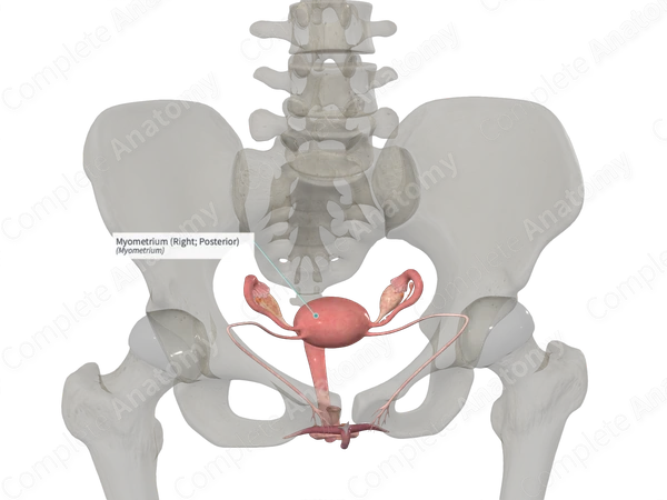 Myometrium (Right; Posterior)