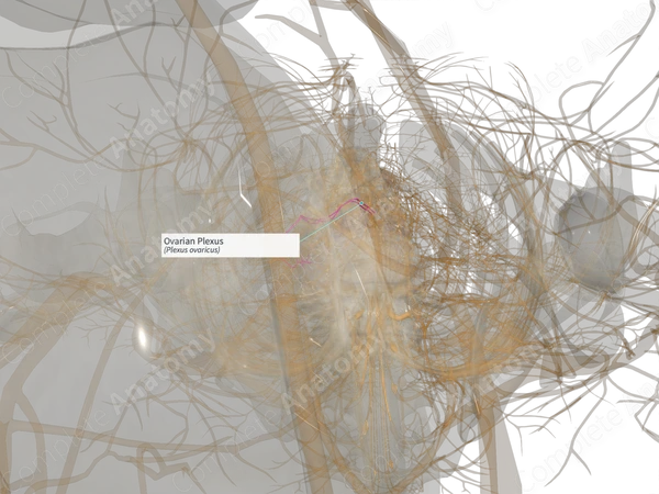 Ovarian Plexus (Left)
