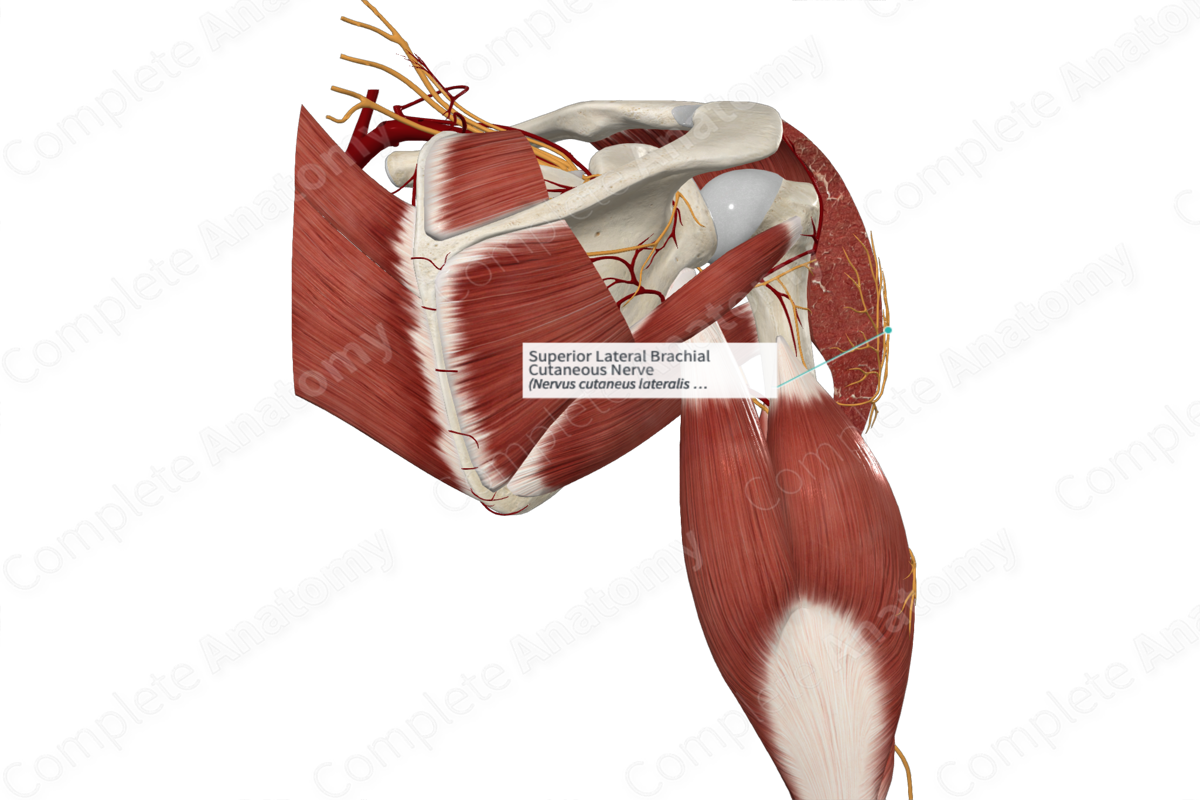 Superior Lateral Brachial Cutaneous Nerve 