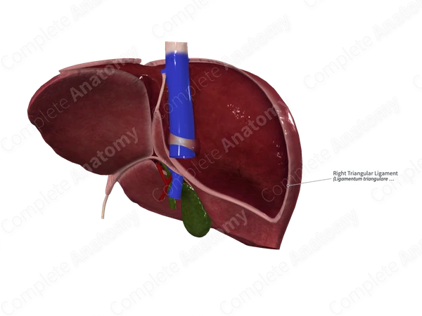 Right Triangular Ligament