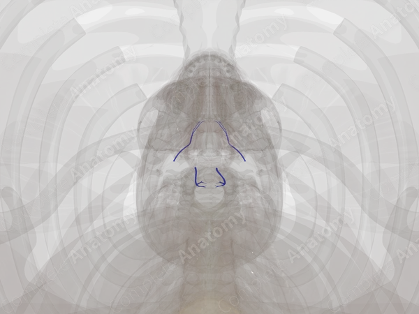 Veins of Larynx