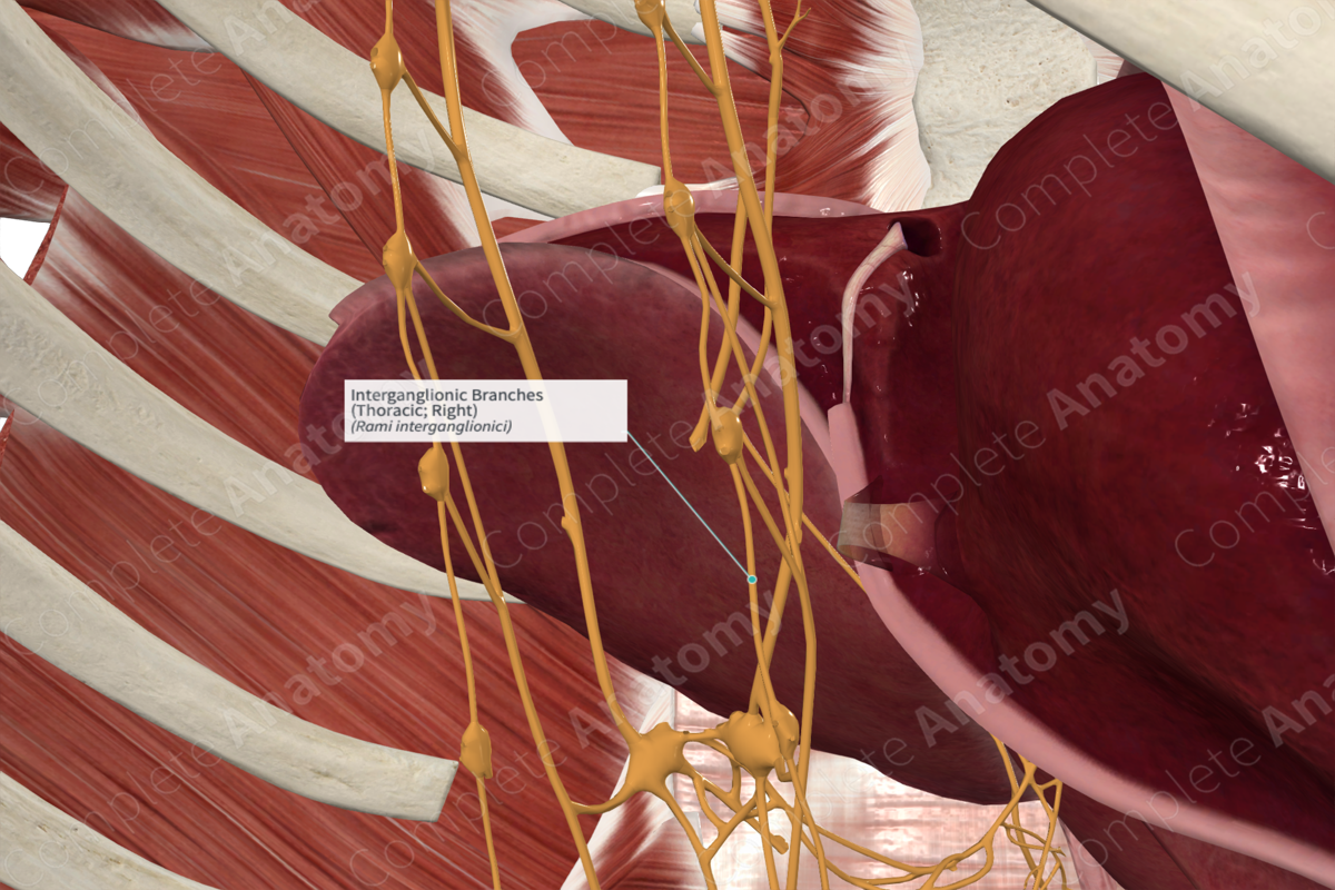 Interganglionic Branches (Thoracic; Left)