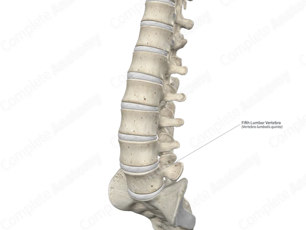 Fifth Lumbar Vertebra
