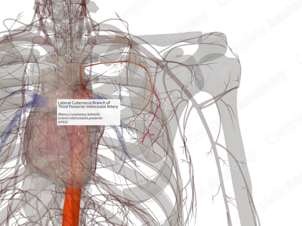 Lateral Cutaneous Branch of Third Posterior Intercostal Artery (Left)