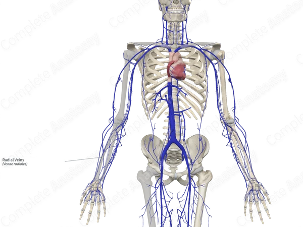 Radial Veins