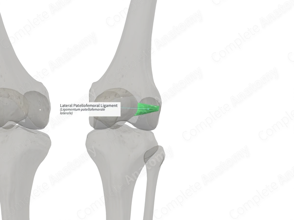 Lateral Patellofemoral Ligament (Right)