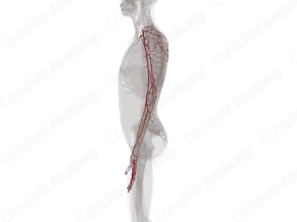 Arteries of Upper Limb (Left)