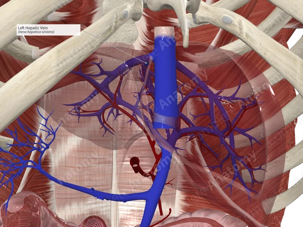 Left Hepatic Vein