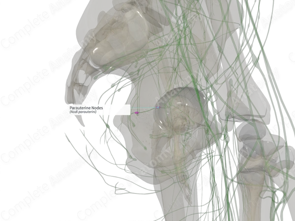 Parauterine Nodes (Left)